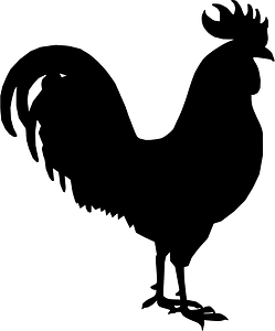 Rooster