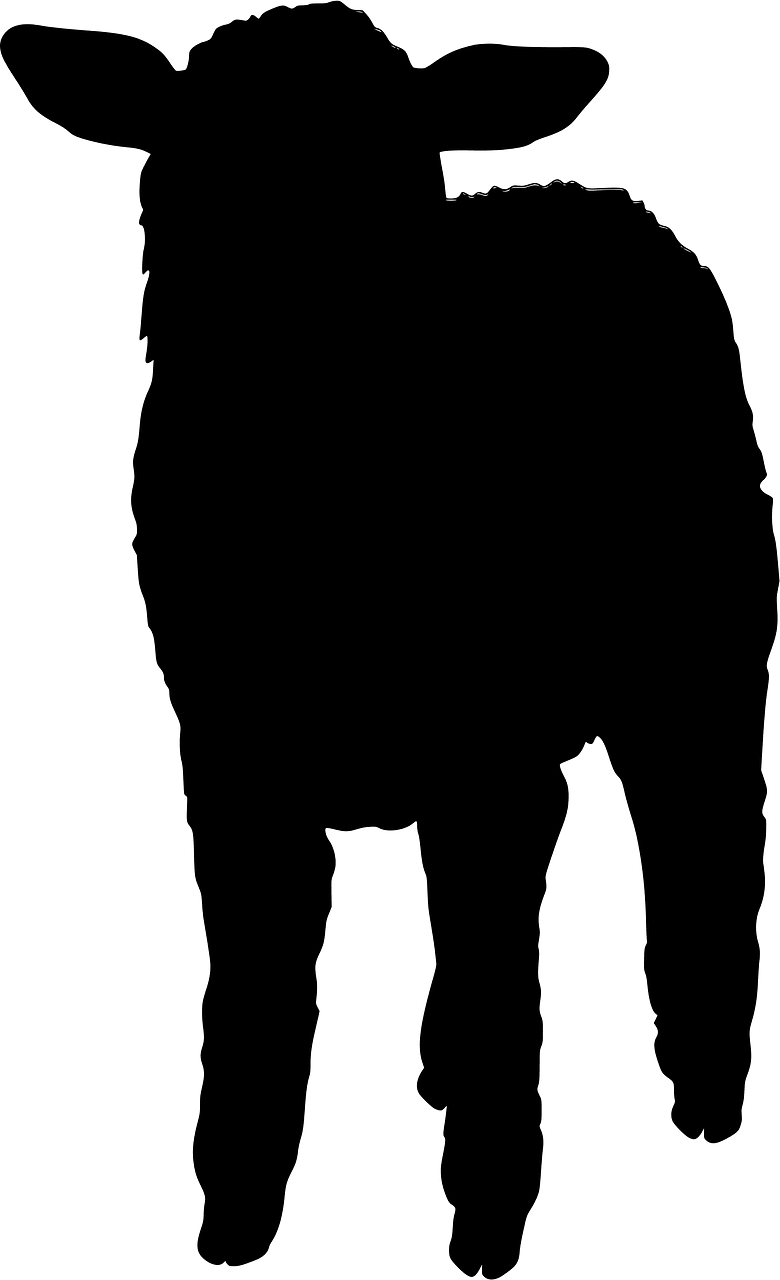 羊