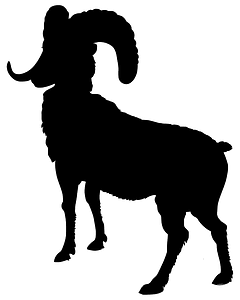 Mountain bighorn sheep