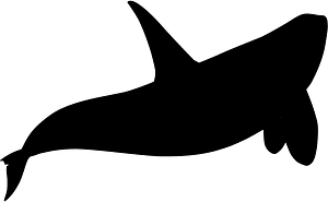 Orca