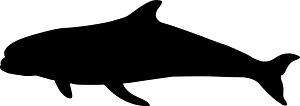 범고래