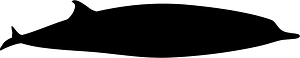 Spade-toothed whale