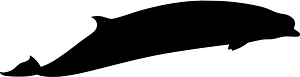 南瓶鼻鲸