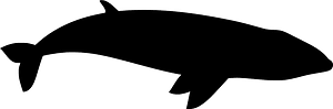 Pygmy right whale