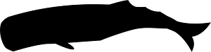 抹香鲸