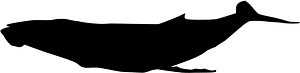 蓝鲸