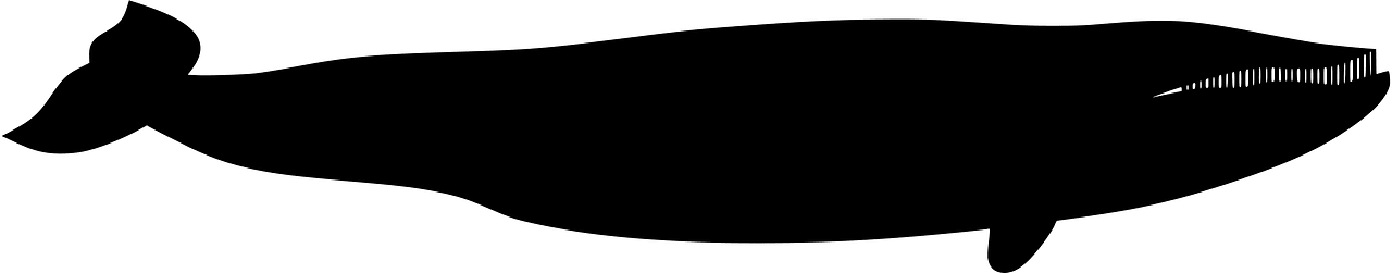 Whale