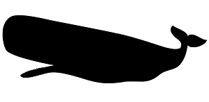 抹香鯨