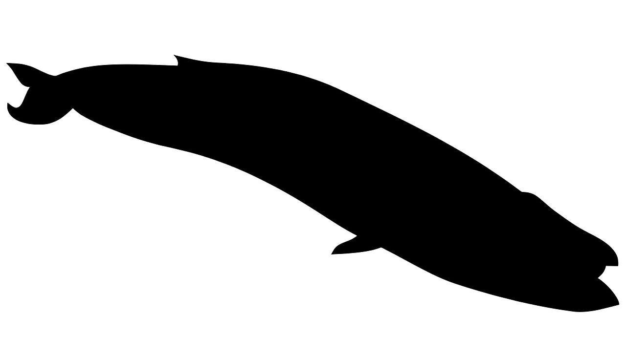 Blue Whale