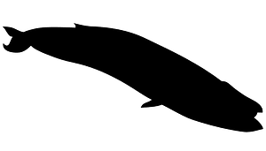 蓝鲸