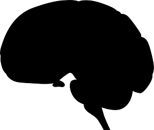 Brain organ