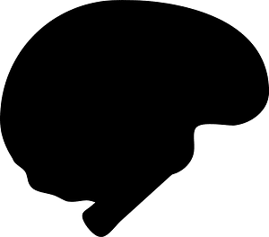 Brain organ