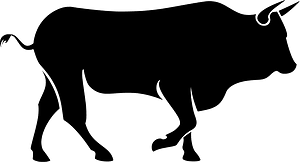 Bull
