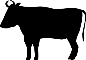 Bull