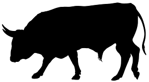 Bull