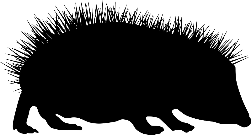 Hedgehog