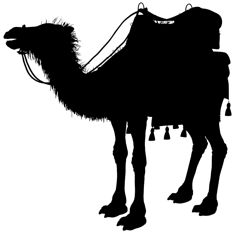 Camel
