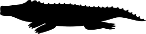 Alligator
