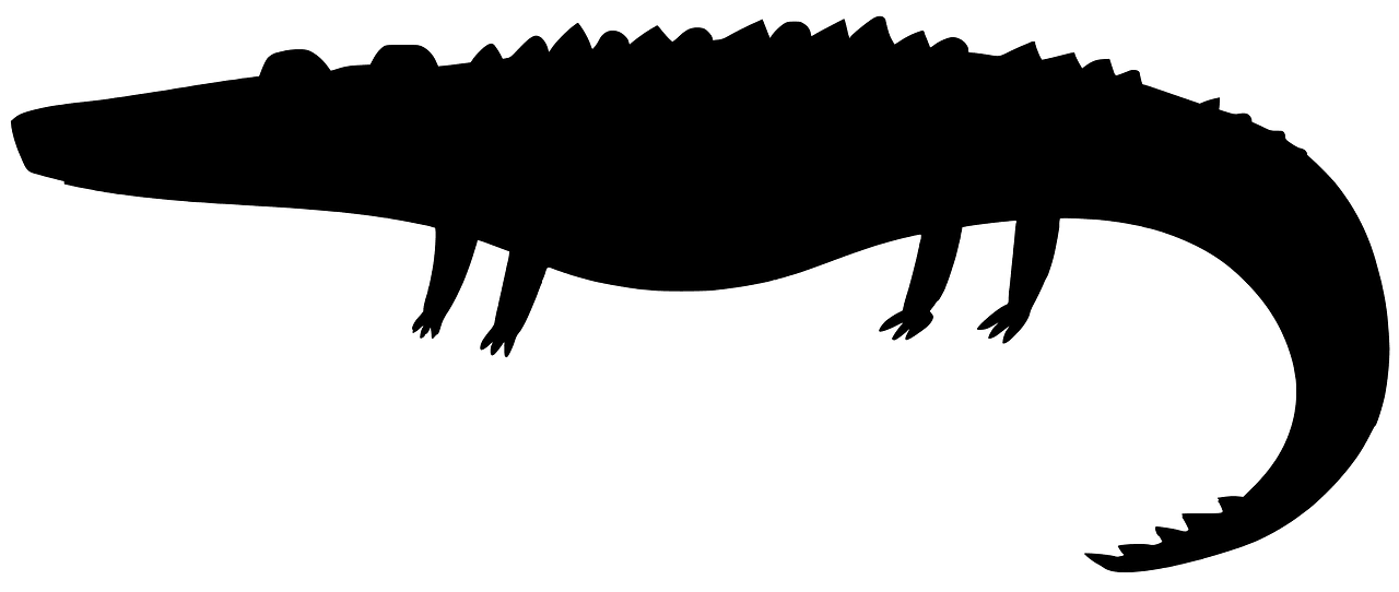 Alligator