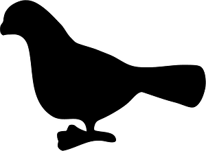 Pigeon