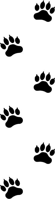 Footprints animal