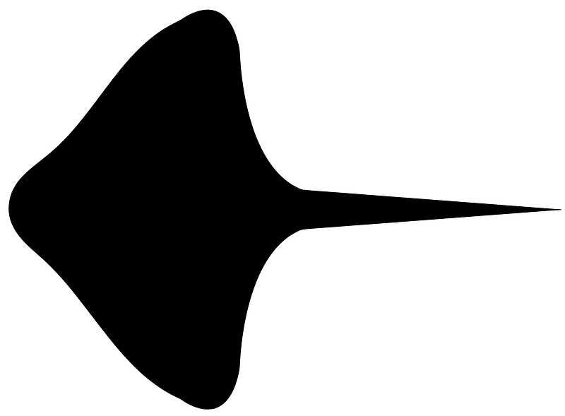 Batoid ray