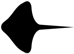 Batoid ray