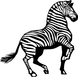 Zebra