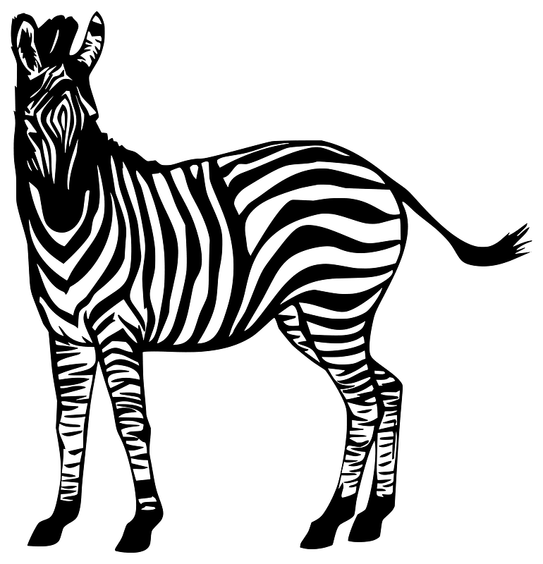 Zebra