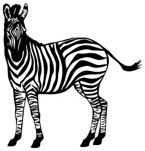 Zebra