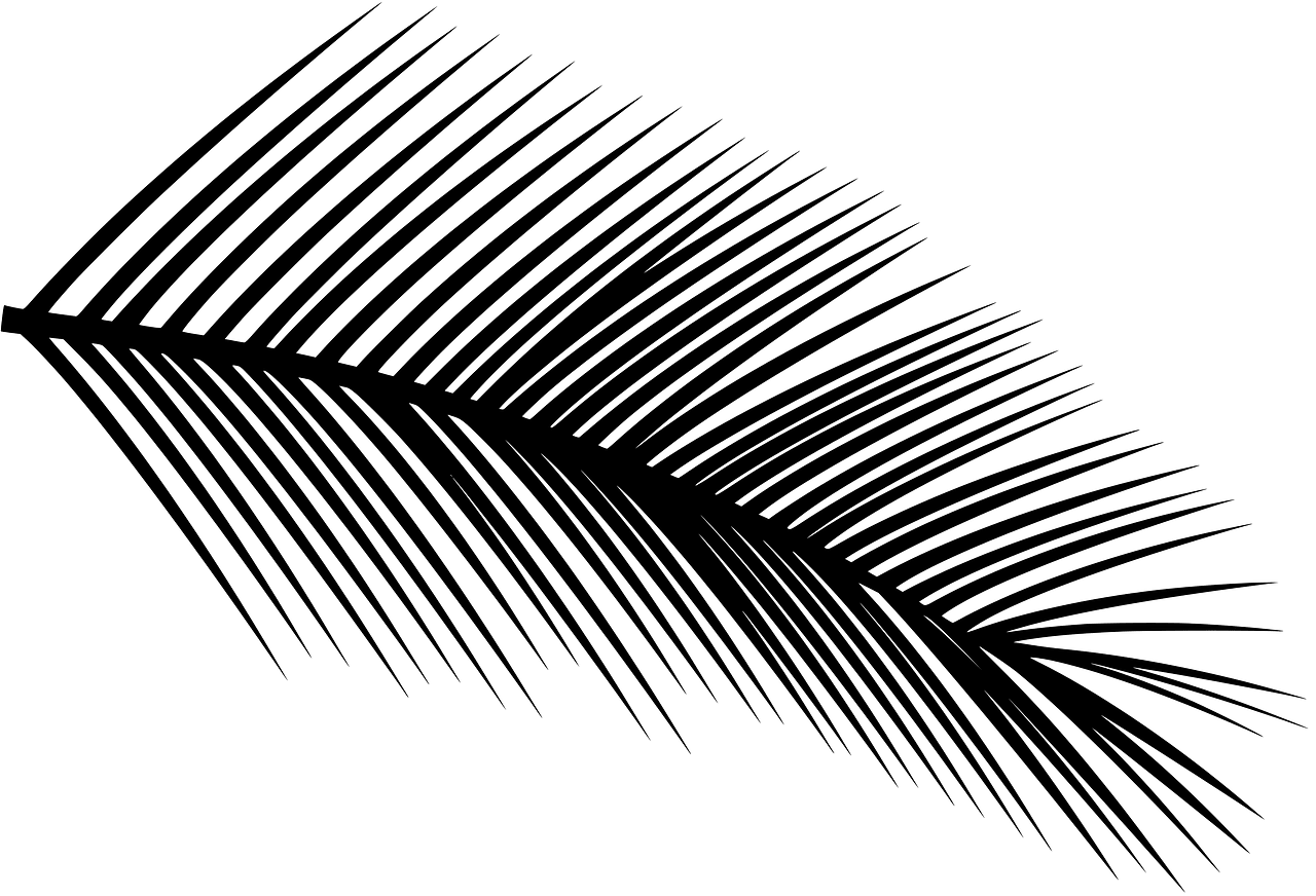 Spruce branch