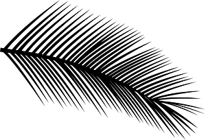 Spruce branch