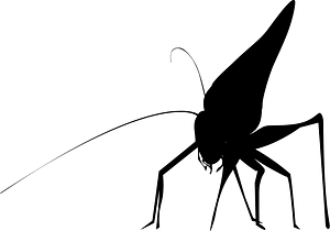 Bug