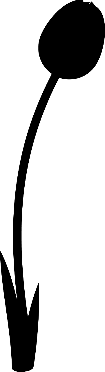 Tulip