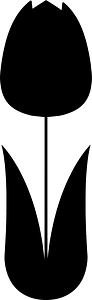 Tulip