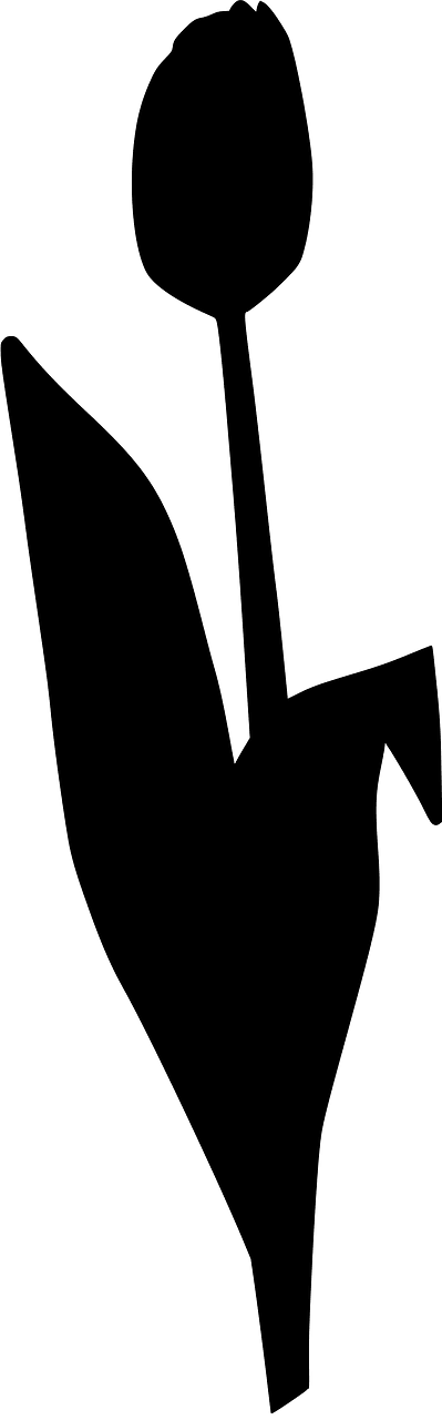 Tulip