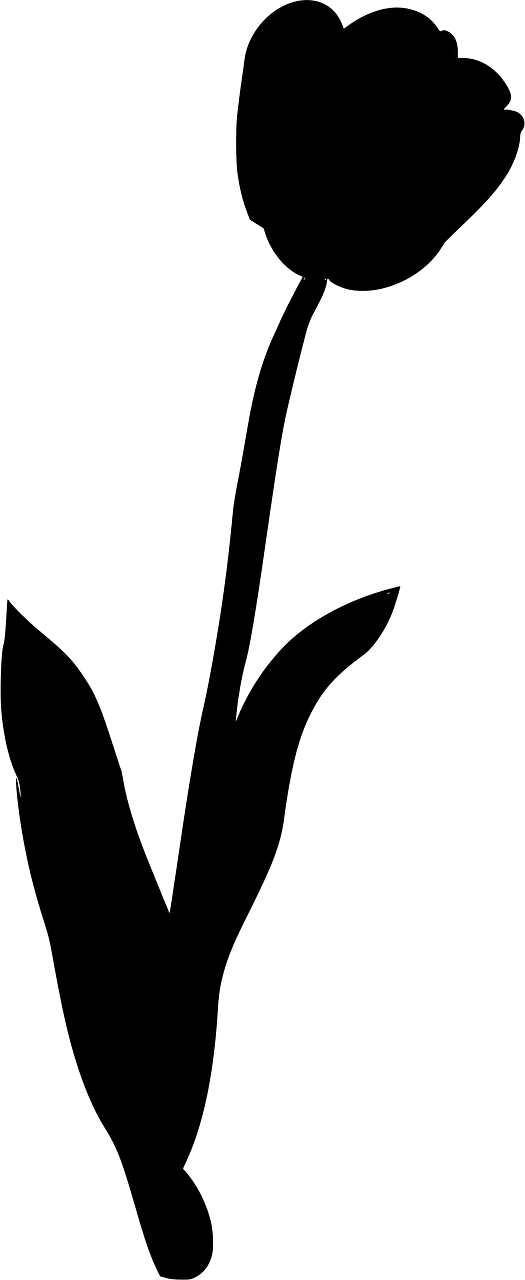 Tulip