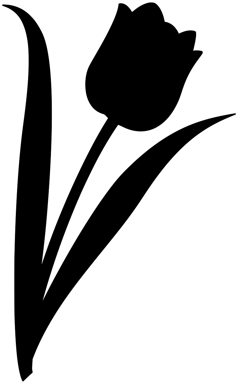 Tulip