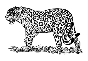 Jaguar
