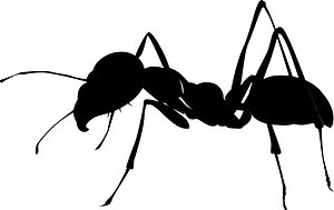 Ant silhouette clip art
