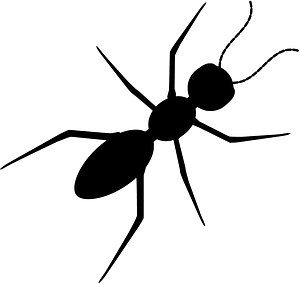 Ant