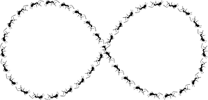 Ant