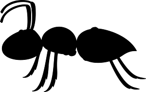Ant
