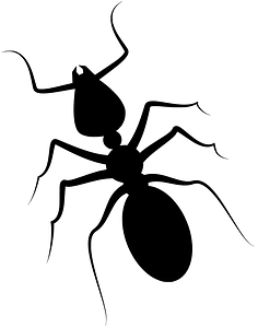 Ant