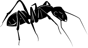 Ant