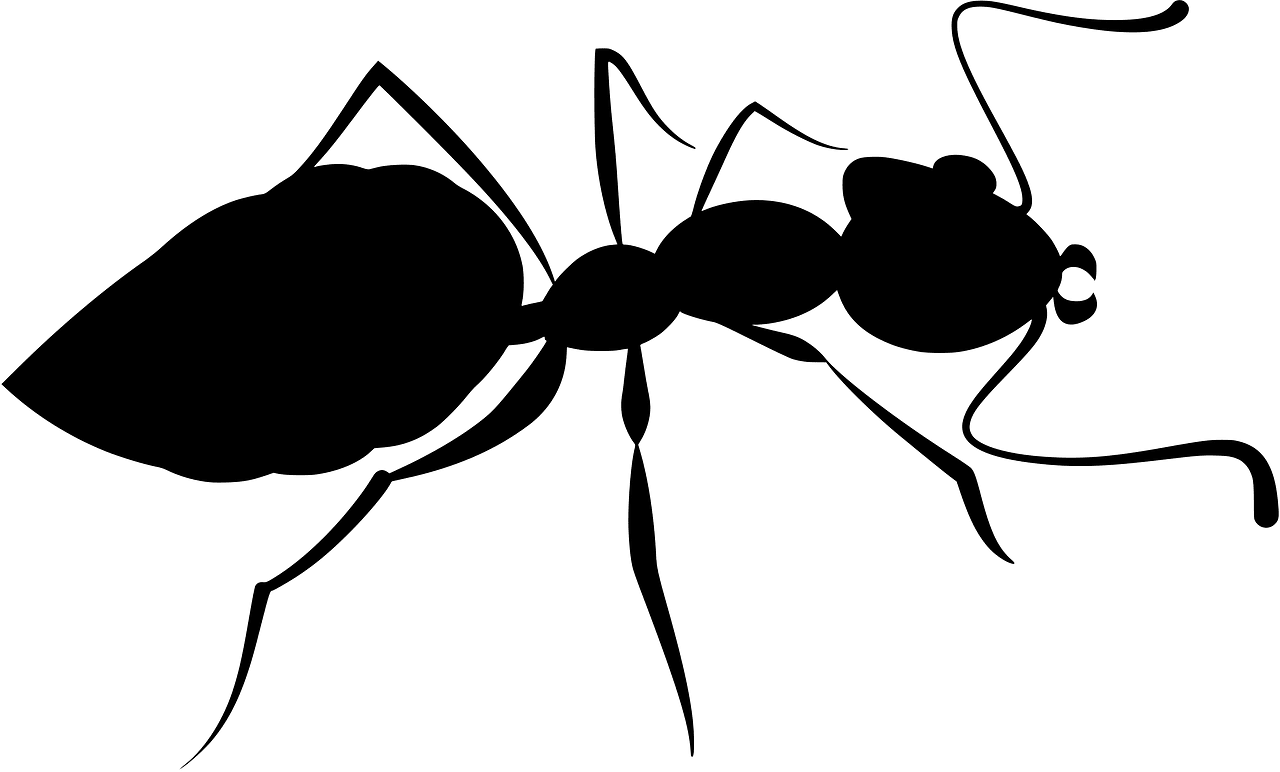 Ant