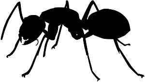 Ant