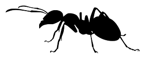 Ant