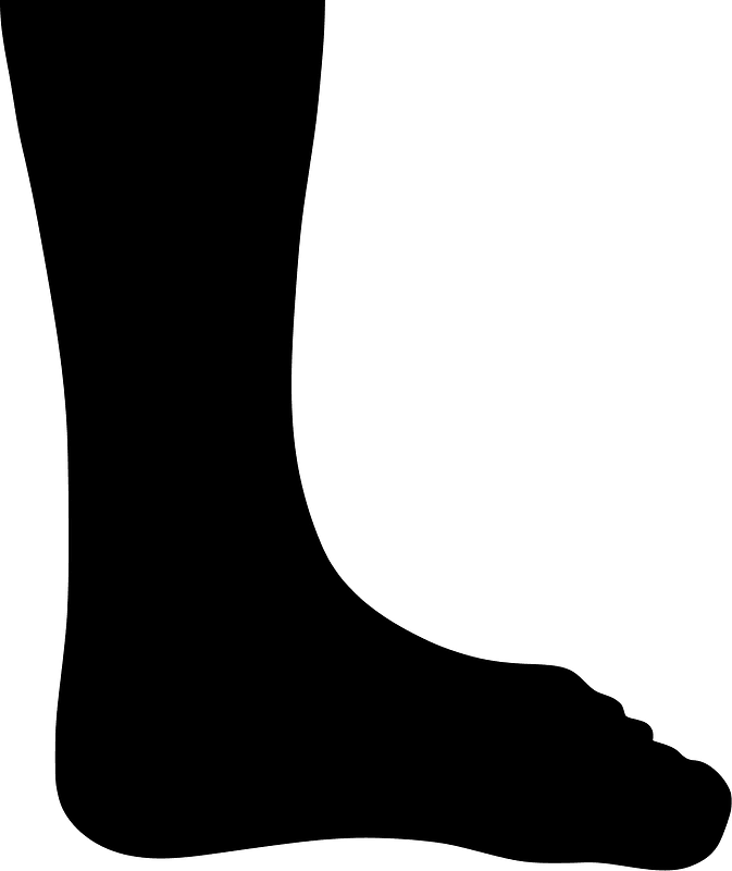 Leg