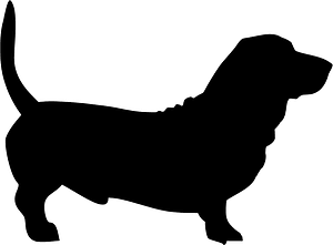 Dachshund